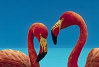 Дикая природа от фотографа Tim Fitzharris