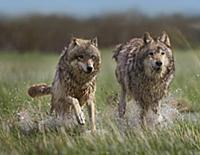 Gray Wolf (Canis lupus) pair running through water
