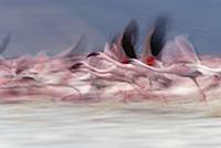 Lesser Flamingo (Phoenicopterus minor) group takin