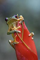 Gliding Leaf Frog (Agalychnis spurrelli) on Helico