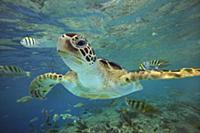 Green Sea Turtle (Chelonia mydas), Balicasag Islan