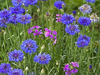 Cornflower (Centaurea cyanus) and Pointed Phlox (P