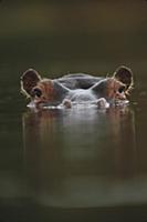Hippopotamus (Hippopotamus amphibius) at water sur