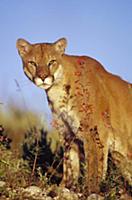 Mountain Lion or Cougar (Felis concolor) portrait,