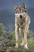 Gray Wolf (Canis lupus) North America