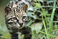 Ocelot (Felis pardalis) portrait, Belize, Central 