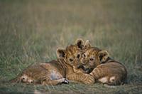 African Lion (Panthera leo) cubs playing, Serenget