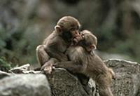 Japanese Macaque (Macaca fuscata) babies playing, 