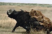 African Lion (Panthera leo) females working togeth