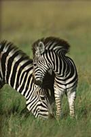 Burchell's Zebra (Equus burchellii) mother and foa