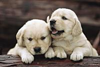 Golden Retriever (Canis familiaris) two puppies re
