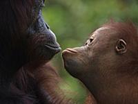 Orangutan (Pongo pygmaeus) mother and young, Borne