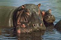 Hippopotamus (Hippopotamus amphibius) mother wallo