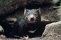 Tasmanian Devil (Sarcophilus harrisii) peering fro