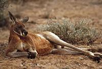 Red Kangaroo (Macropus rufus) male lounging, Austr
