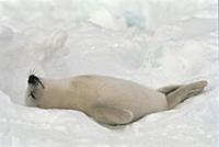 Harp Seal (Phoca groenlandicus) pup sleeping, Gulf