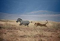 African Lion (Panthera leo) female chasing Burchel
