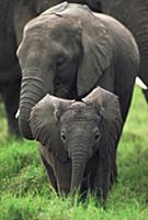 African Elephant (Loxodonta africana) juvenile and