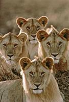 African Lion (Panthera leo) group of young males, 