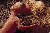 Red Kangaroo (Macropus rufus) newborn joey feeds w