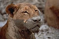 African Lion (Panthera leo) female with muddy face