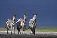 Burchell's Zebra (Equus burchellii) trio on dusty 
