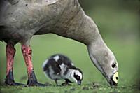 Cape Barren Goose (Cereopsis novaehollandiae) moth