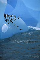 Chinstrap Penguins (Pygoscelis antarctica) group o