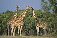 Reticulated Giraffe (Giraffa camelopardalis reticu