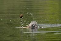 Amazon River Dolphin (Inia geoffrensis) male playi