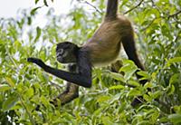 Black-handed Spider Monkey (Ateles geoffroyi) hang