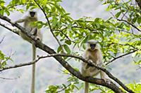 Golden Langur (Trachypithecus geei) pair in tree, 