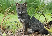 Darwin's Zorro (Lycalopex fulvipes) a critically e
