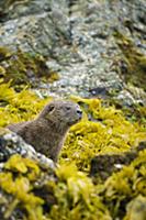 Marine Otter (Lontra felina) in kelp on shore, Chi