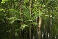 Flooded forest, habitat for the amazon river dolph