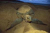 Green Sea Turtle (Chelonia mydas) female nesting o