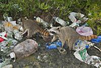 Pygmy Raccoon (Procyon pygmaeus) pair foraging thr