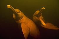 Amazon River Dolphin (Inia geoffrensis) pair swimm