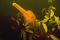 Amazon River Dolphin (Inia geoffrensis) in flooded