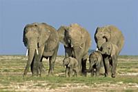 African Elephant (Loxodonta africana) family group