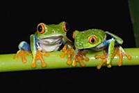 Red-eyed Tree Frog (Agalychnis callidryas) pair, C