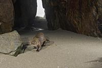 Marine Otter (Lontra felina) male in sleeping cave
