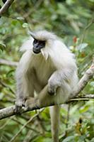 Golden Langur (Trachypithecus geei), Shemgang, Bhu