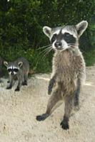 Pygmy Raccoon (Procyon pygmaeus) pair investigatin