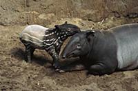 Malayan Tapir (Tapirus indicus) mother and calf, n