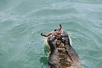 Marine Otter (Lontra felina) feeding at surface, C