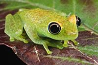 Green Bright-eyed Frog (Boophis viridis), Andasibe