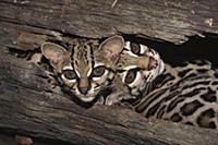 Margay (Leopardus wiedii) mother and kitten restin