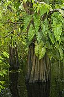 Flooded forest, habitat for the amazon river dolph