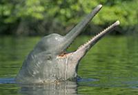 Amazon River Dolphin (Inia geoffrensis) at surface